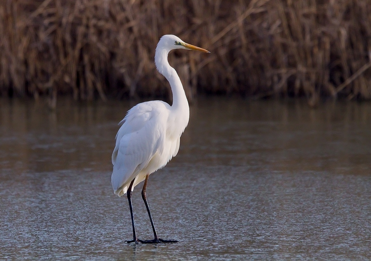 White Heron Major...