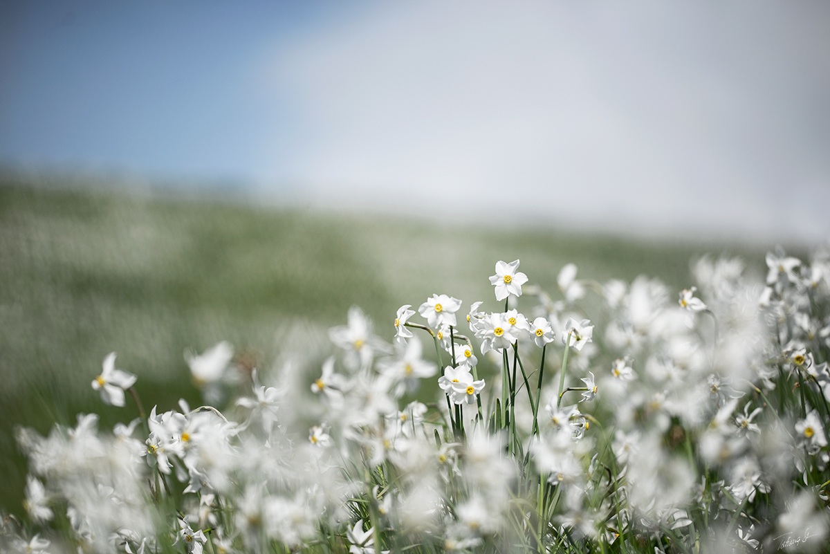 daffodils...