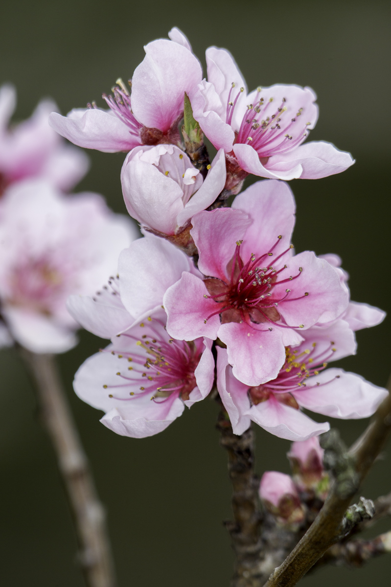 peach blossoms...