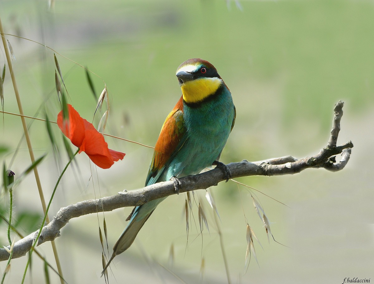 the bee-eater...