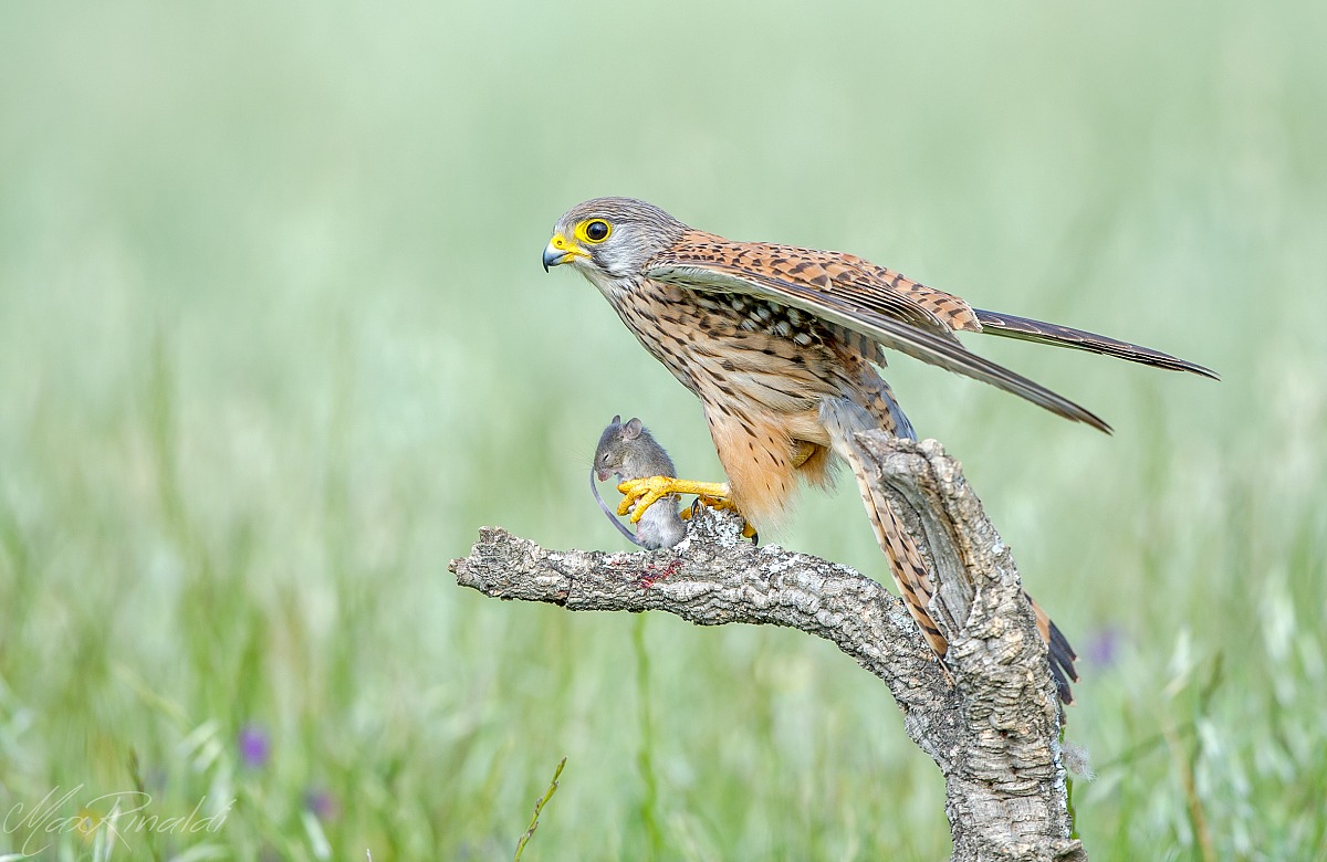 Male kestrel with mouse...