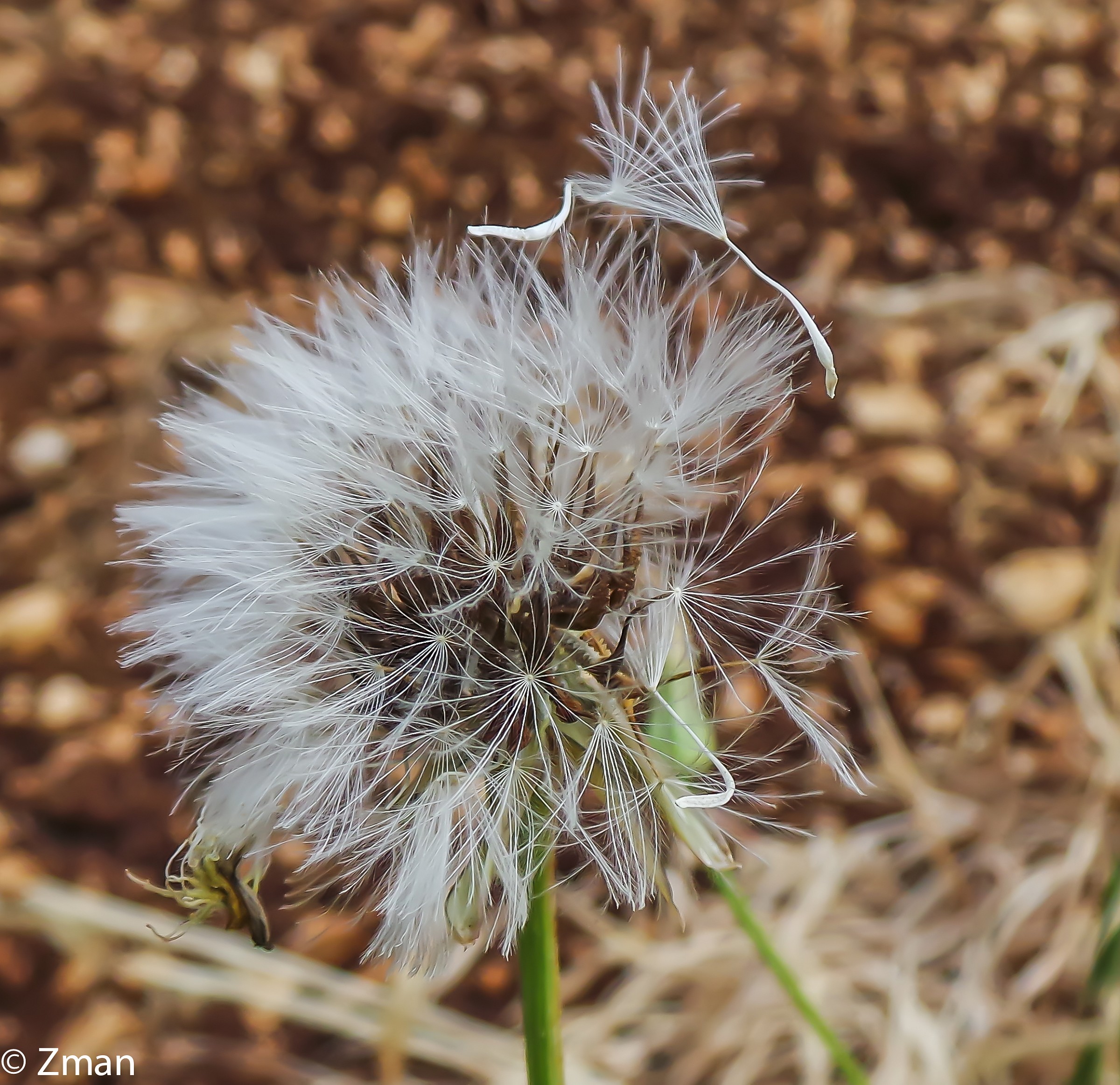 Wild Flower pronto a volare...