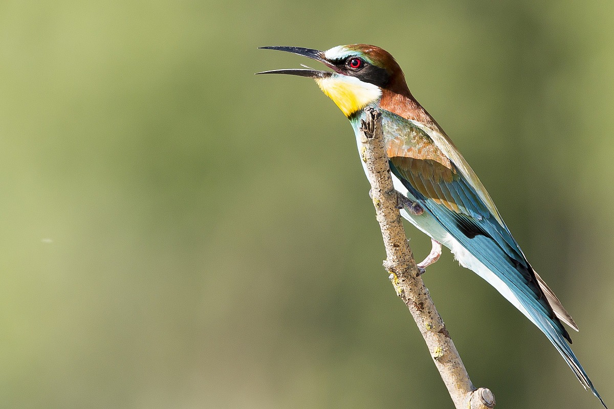 Bee-eaters...