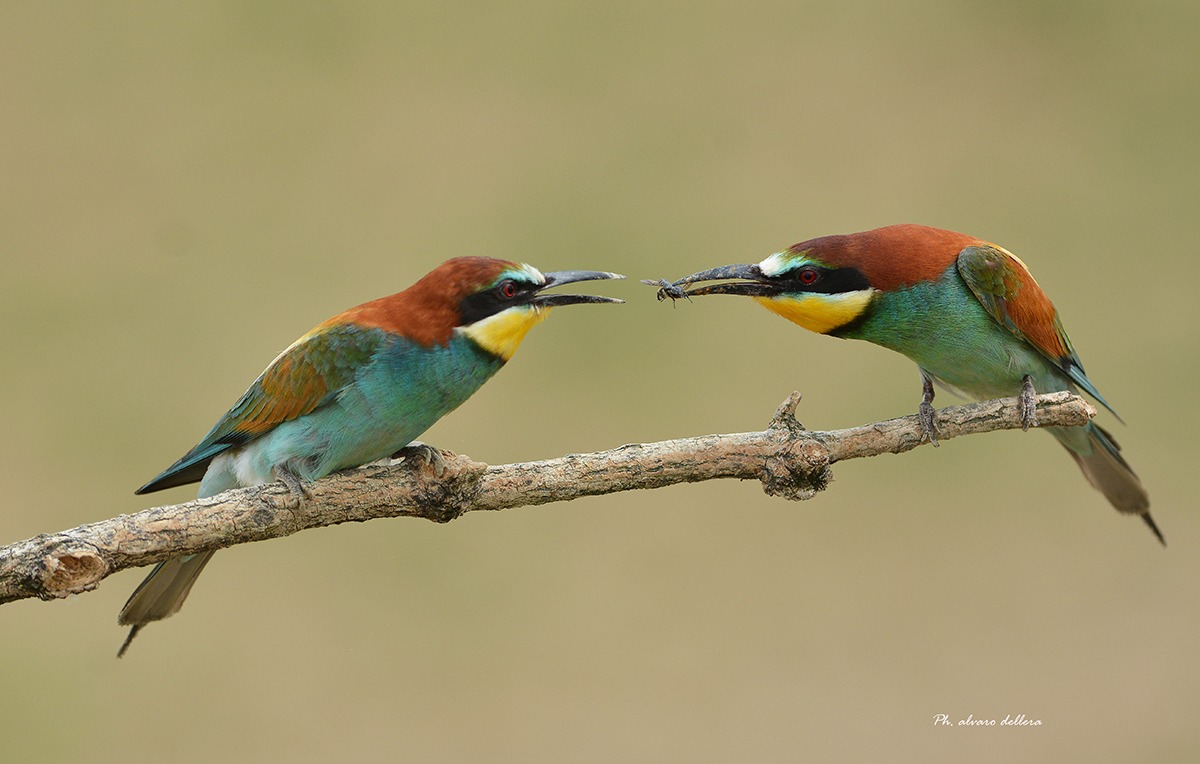 bee-eaters gifts for partner...