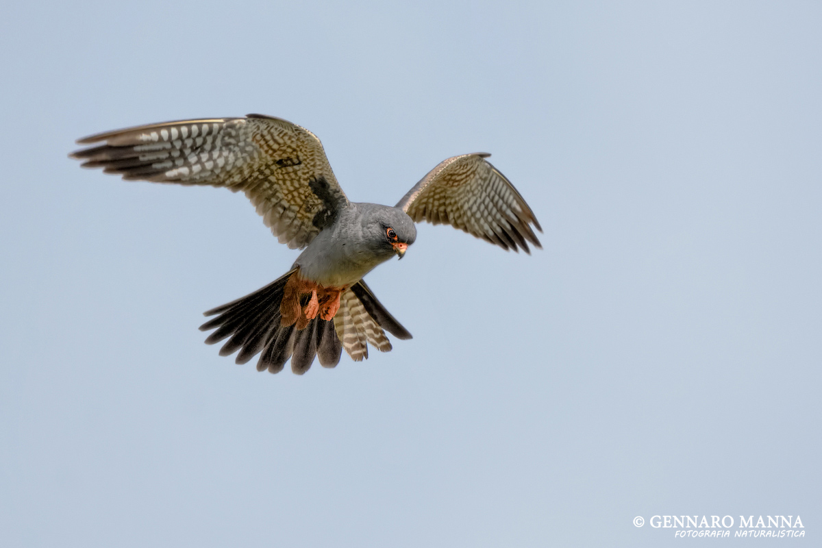 Red-footed falcon (Falco vespertinus)...