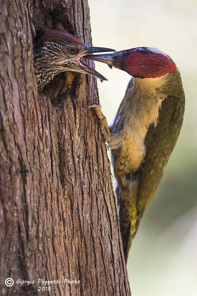 Green Woodpecker with chicks...