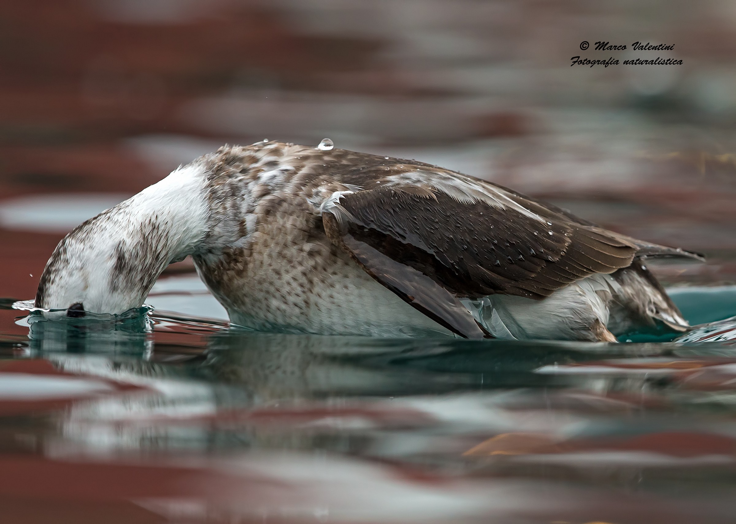 The dip of the Long-tailed Duck...