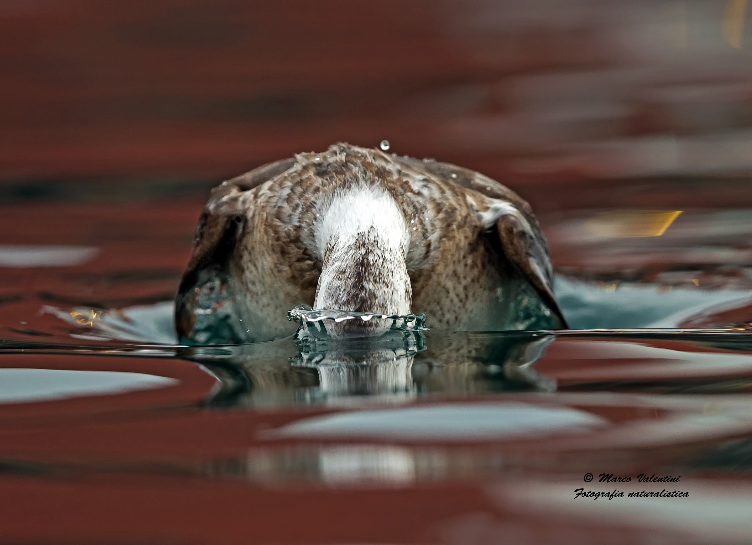 The dip of the Long-tailed Duck - Front...