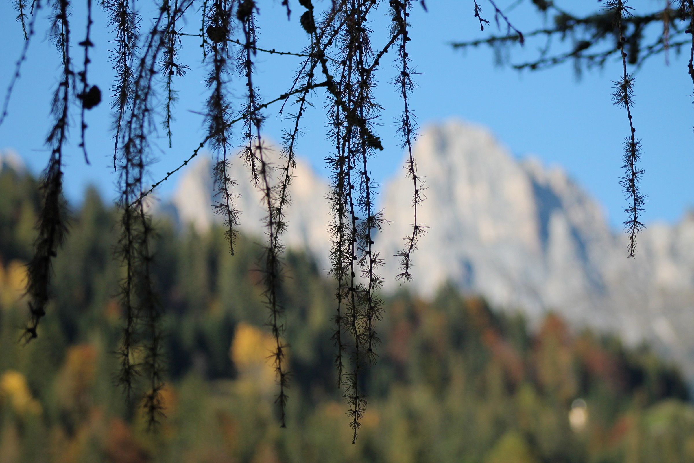 larch branches with white peaks of auta...