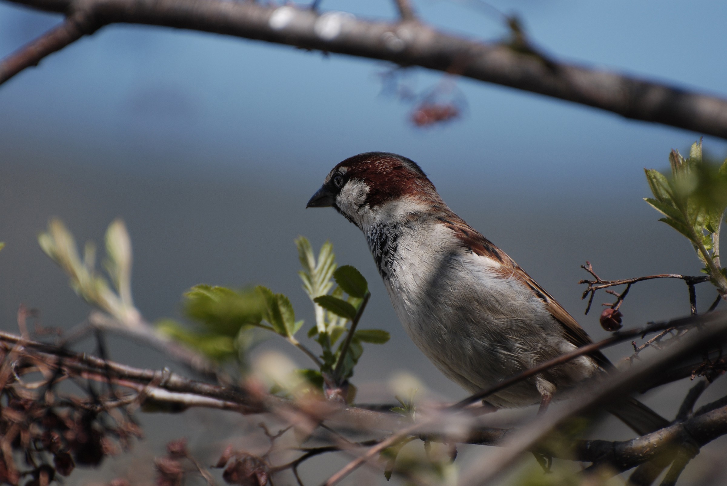 sparrow on rowan...