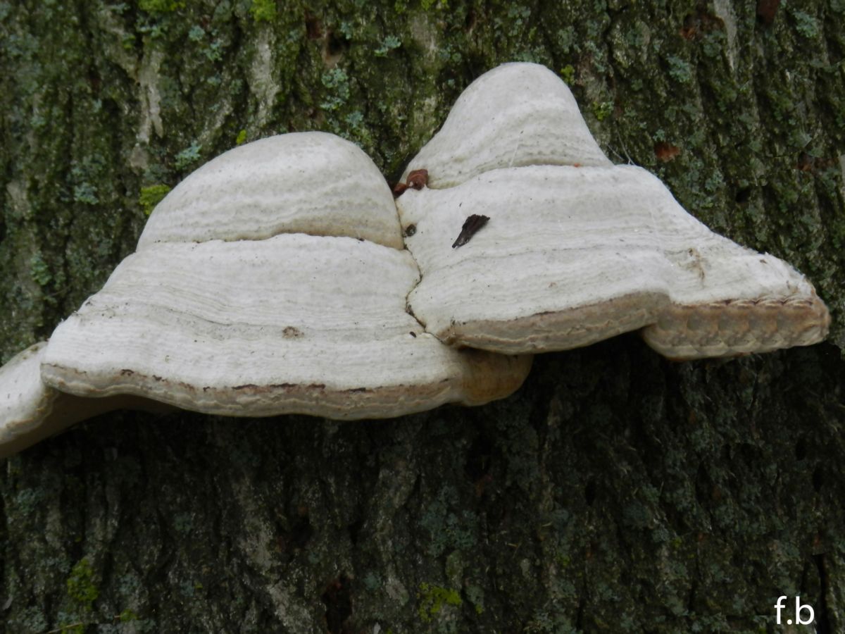 mushrooms...