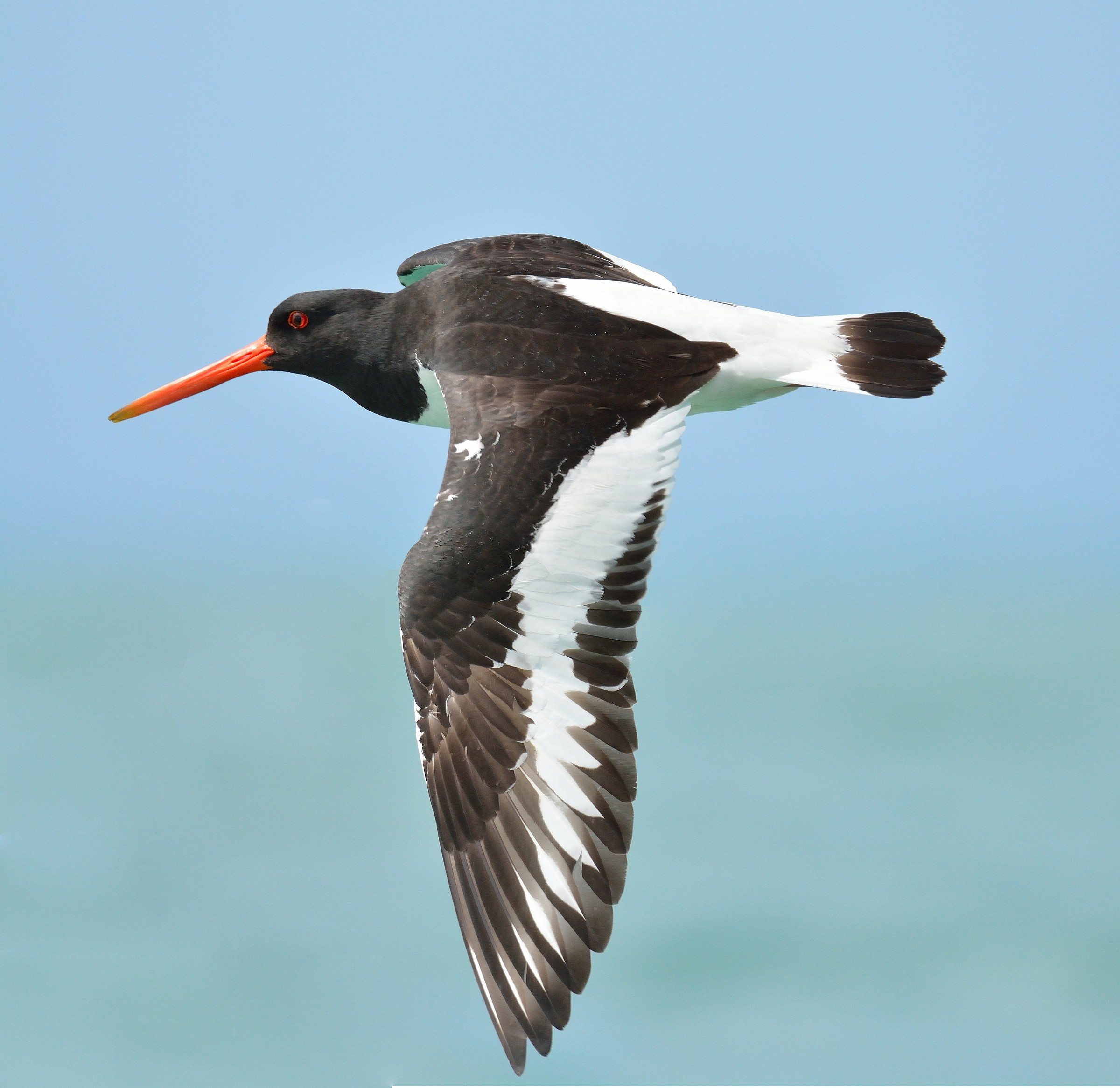 Oystercatcher ......