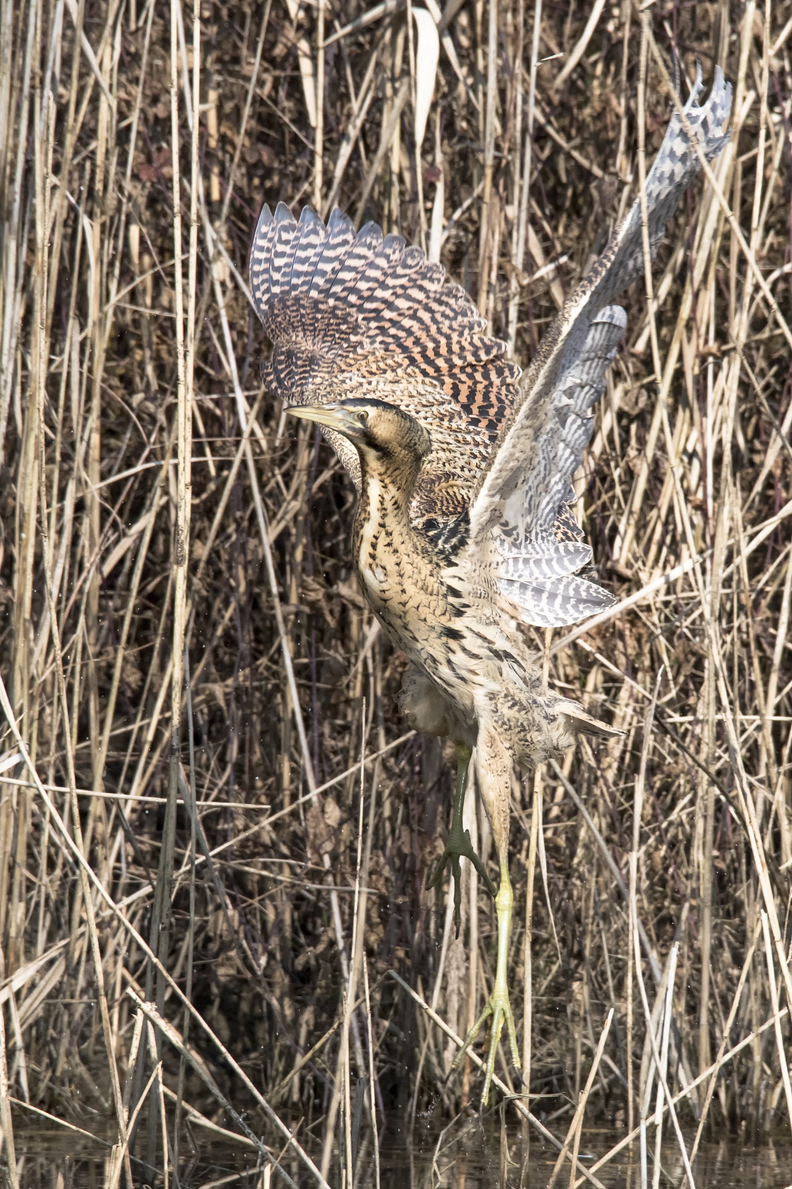 bittern...