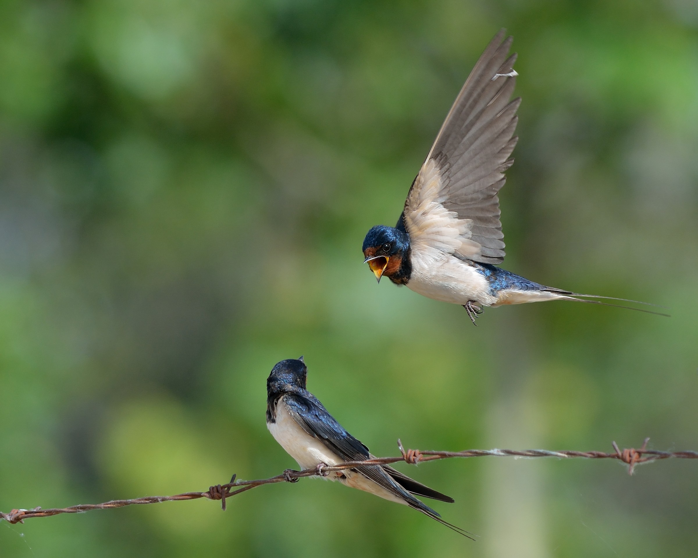 Swallows (Hirundo rustica)...