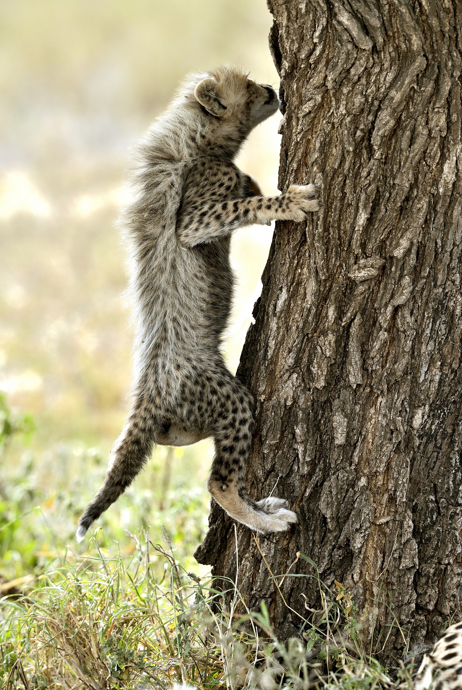 Tanzania 2015 - Ragnetto...