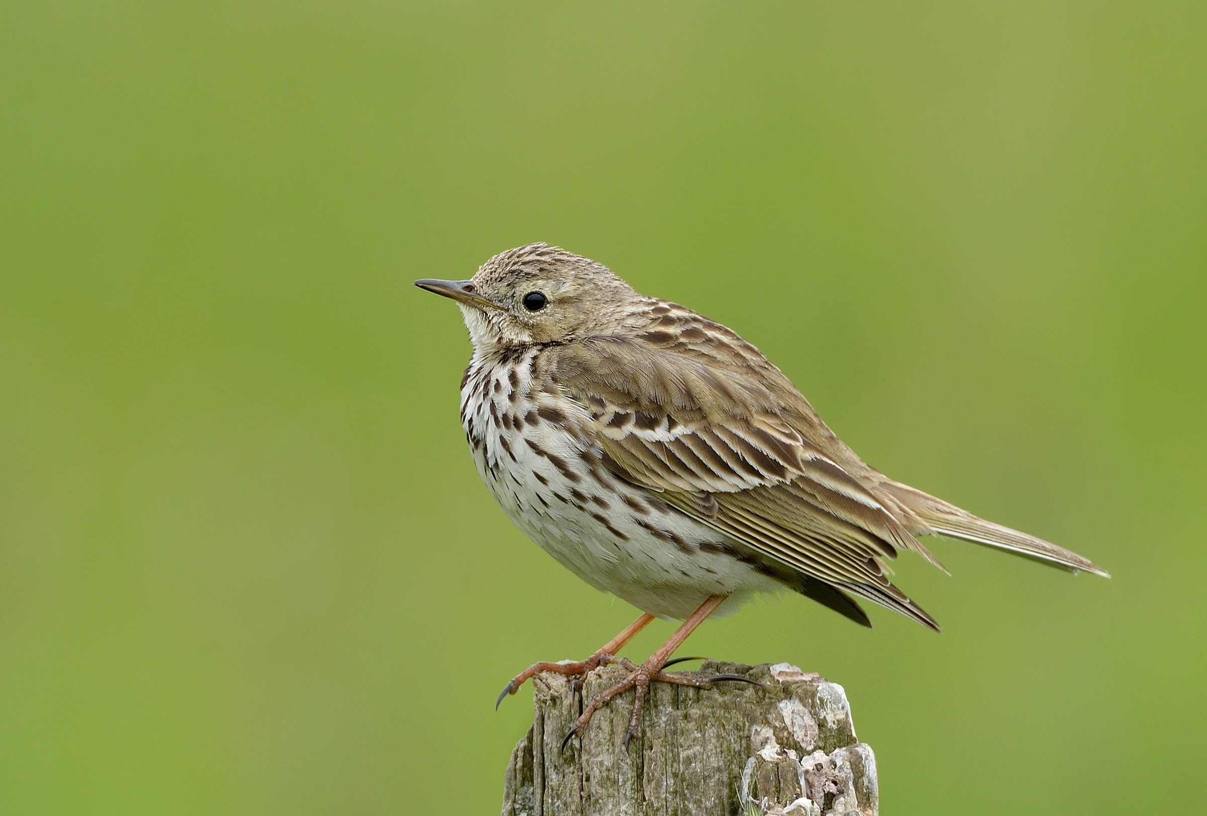 Meadow pipit - I...