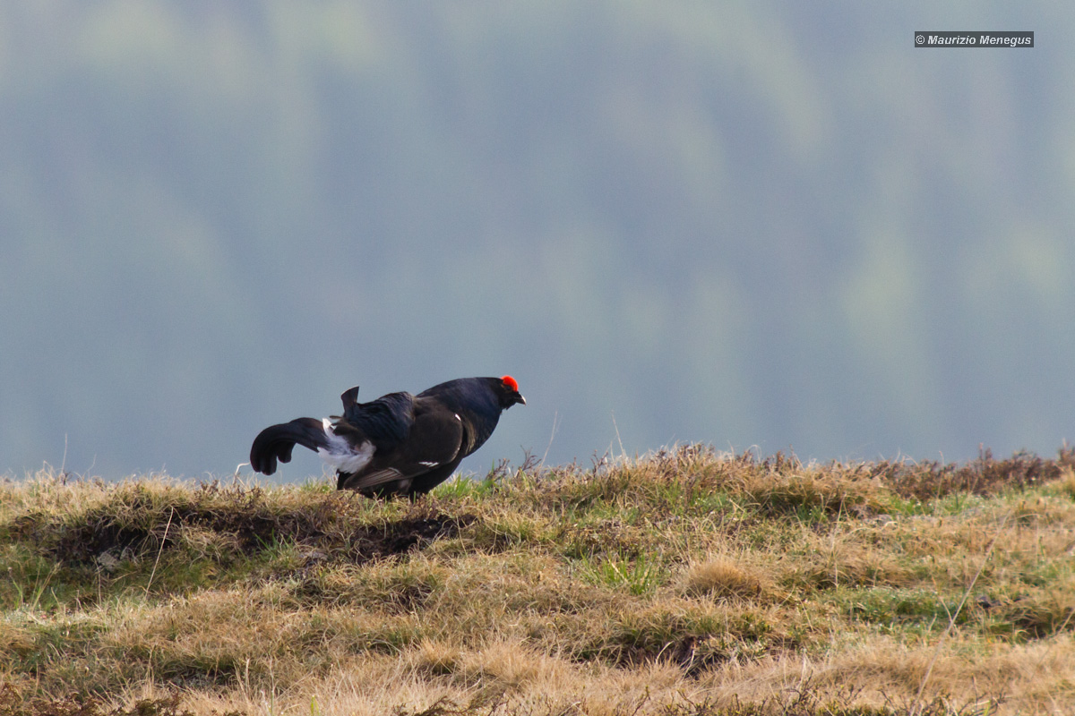 The grouse forward with his head down...