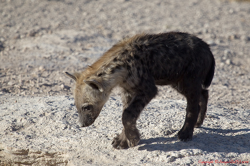 Young Spotted Hyena...