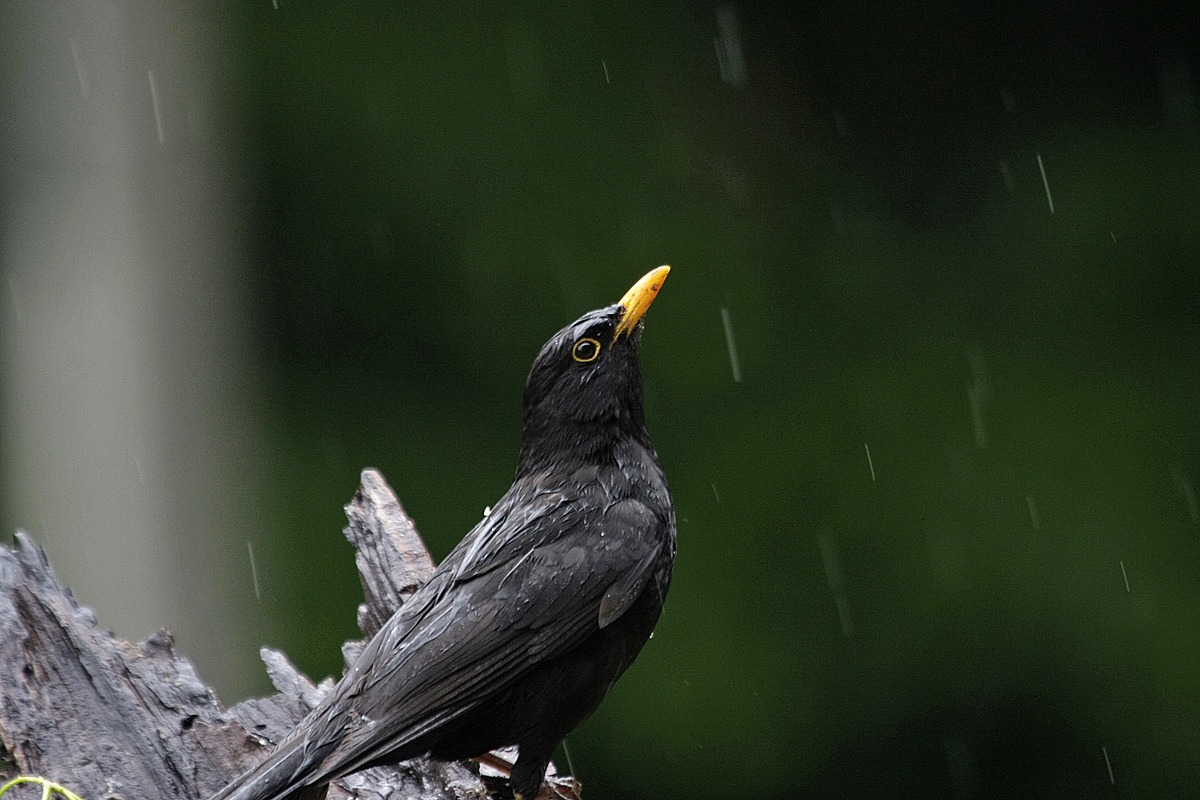 Rains, government thief!...