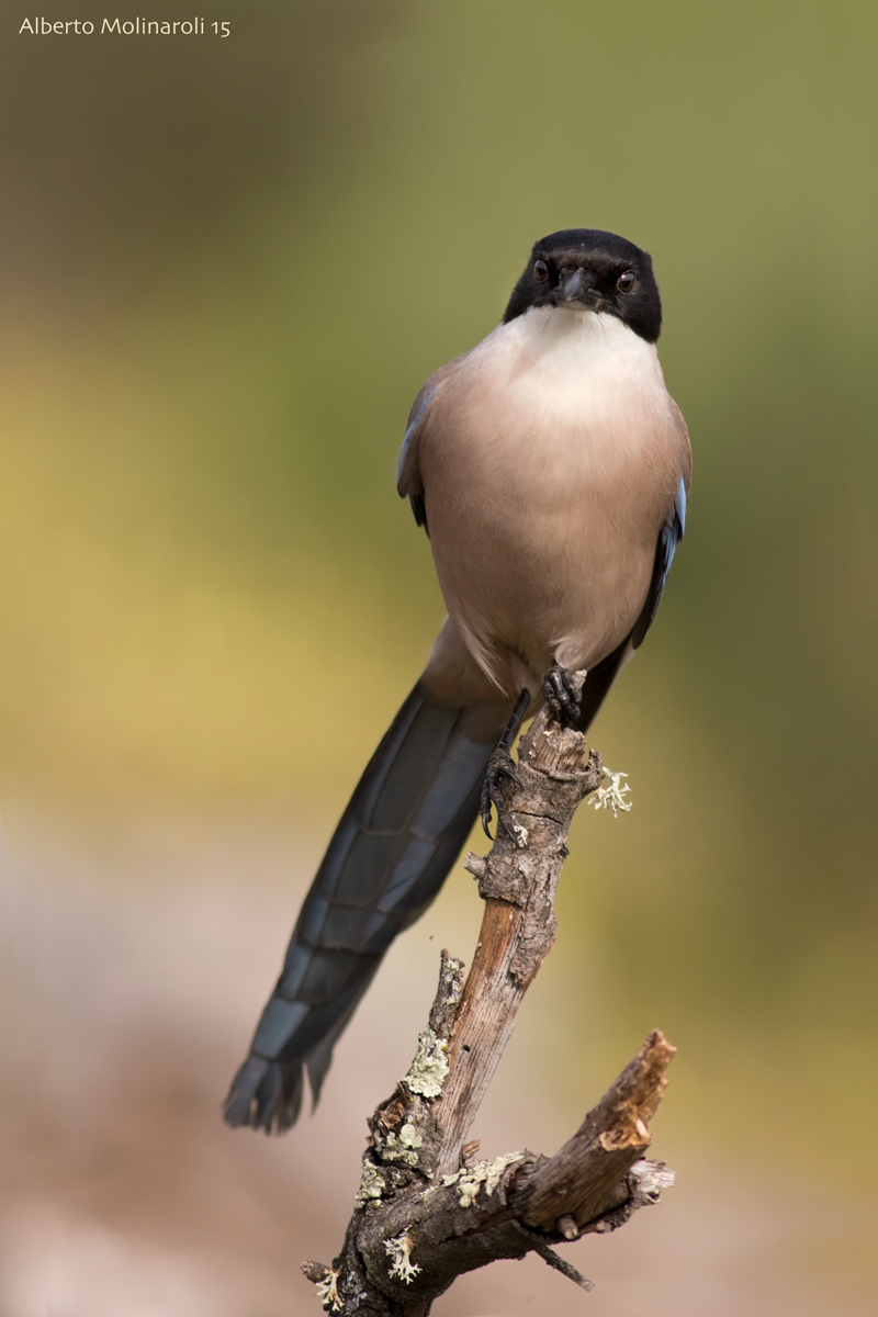 Blue Magpie Ali...