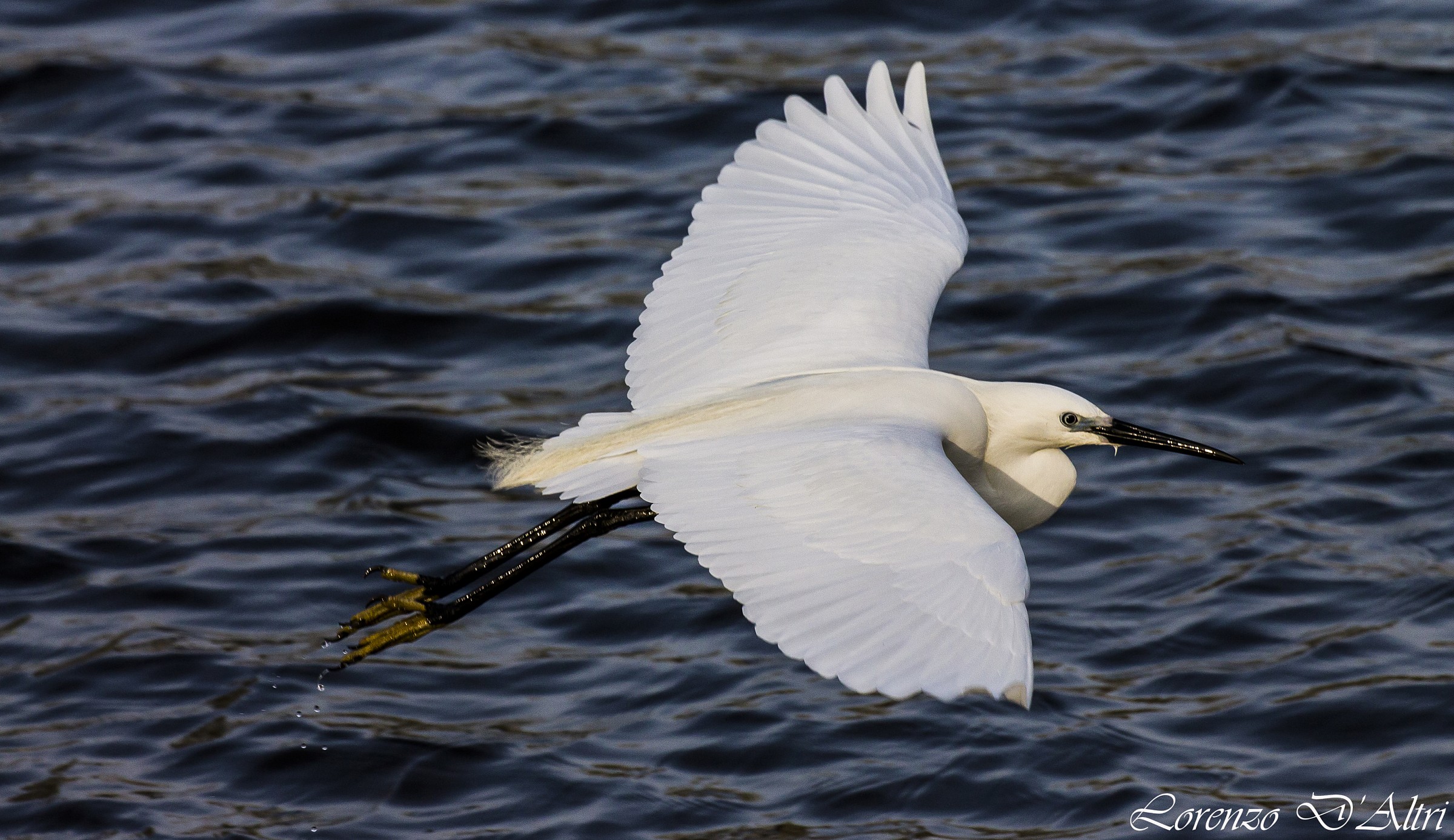 Egret...