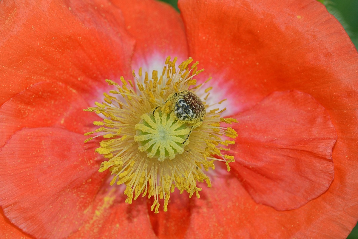Guests on poppy...