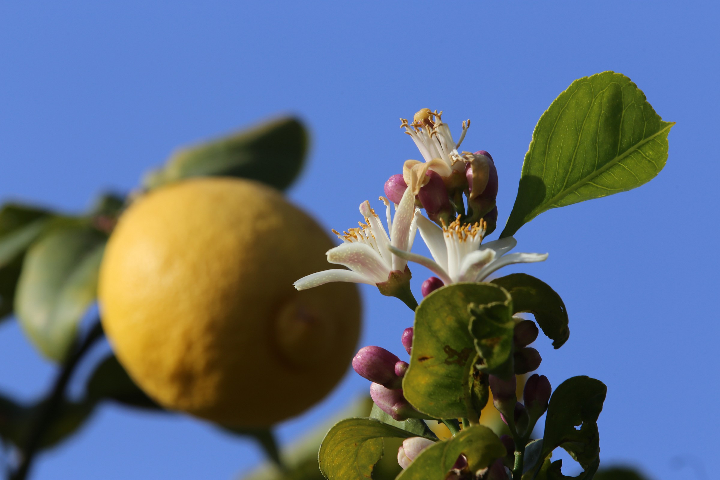 flowers and fruit of the lemon...