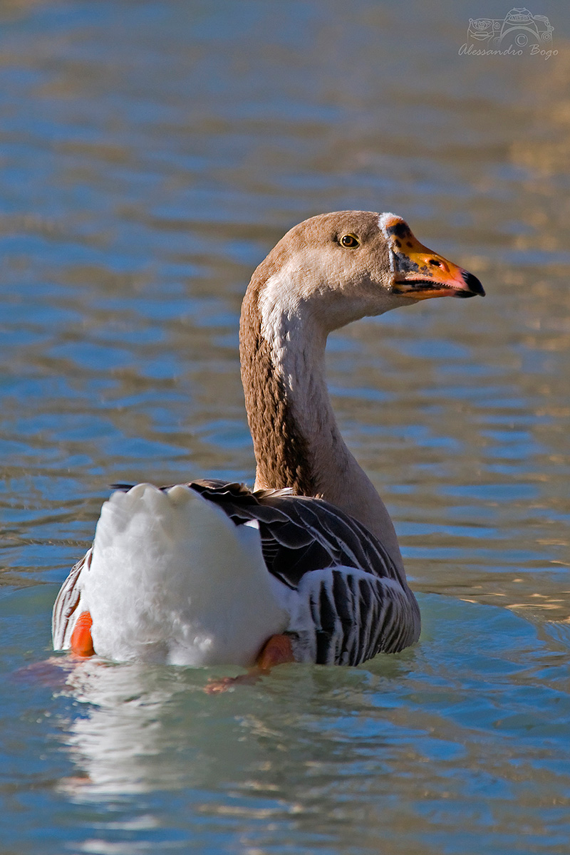 Greylag Goose...