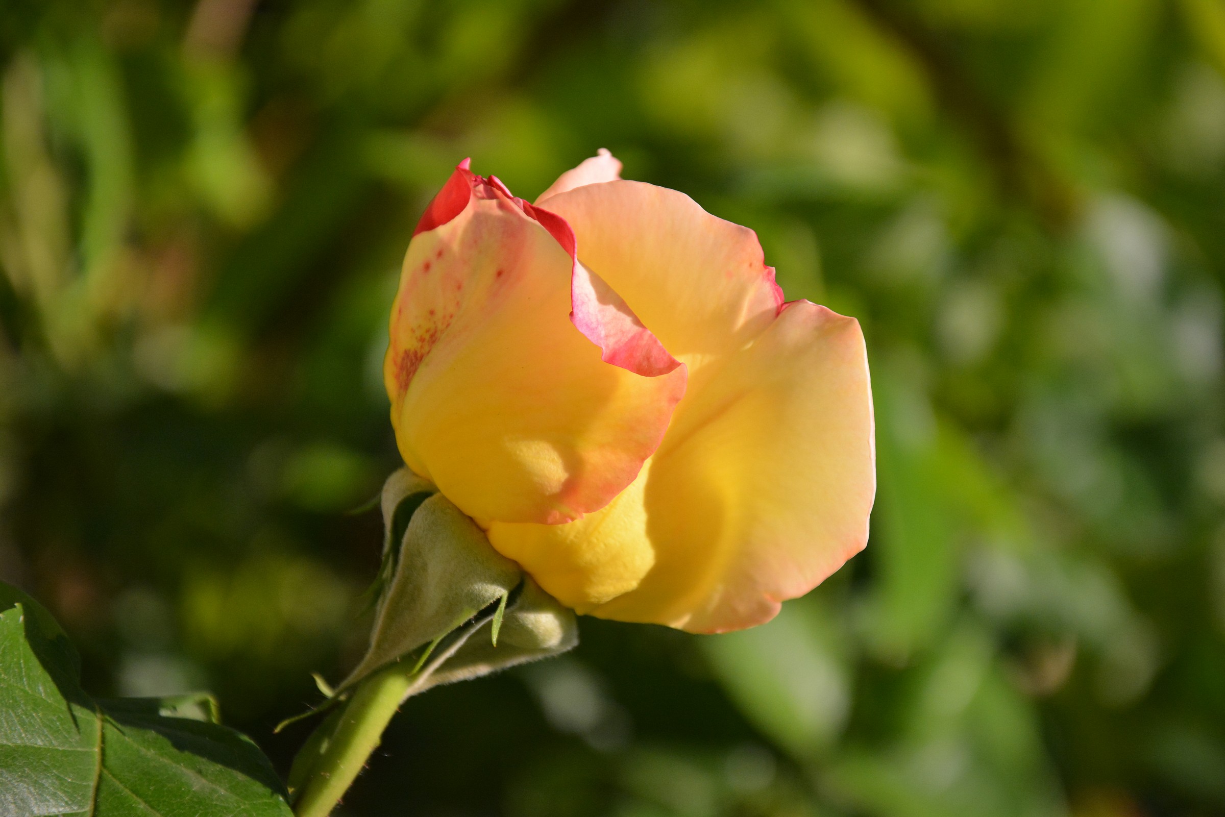 Rose...