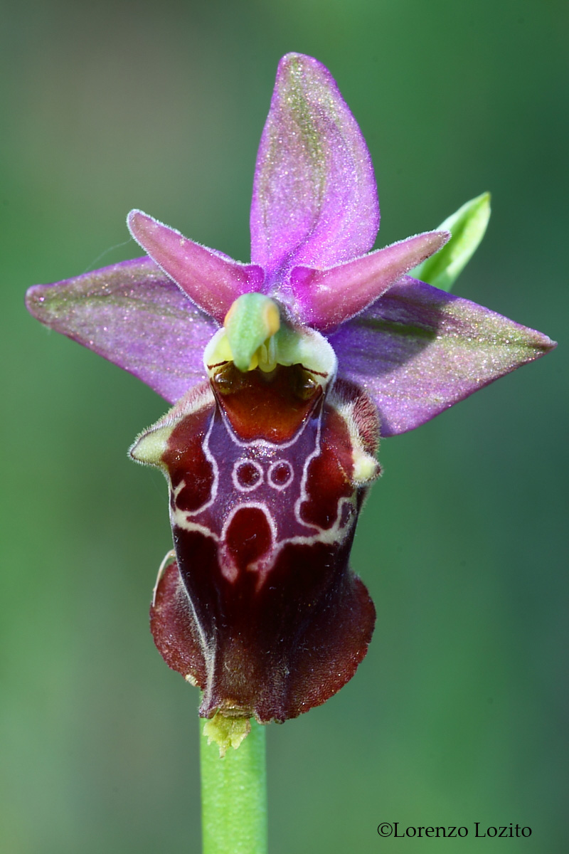 Ophrys apulica-Parco Nazionale Alta Murgia...