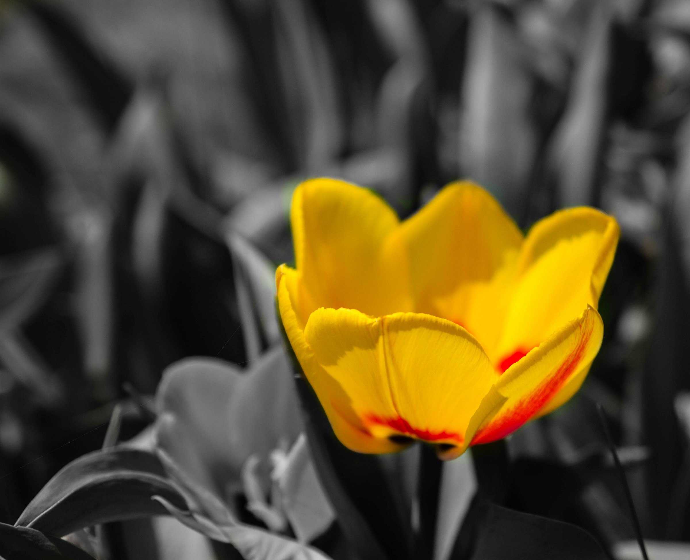 yellow flower...