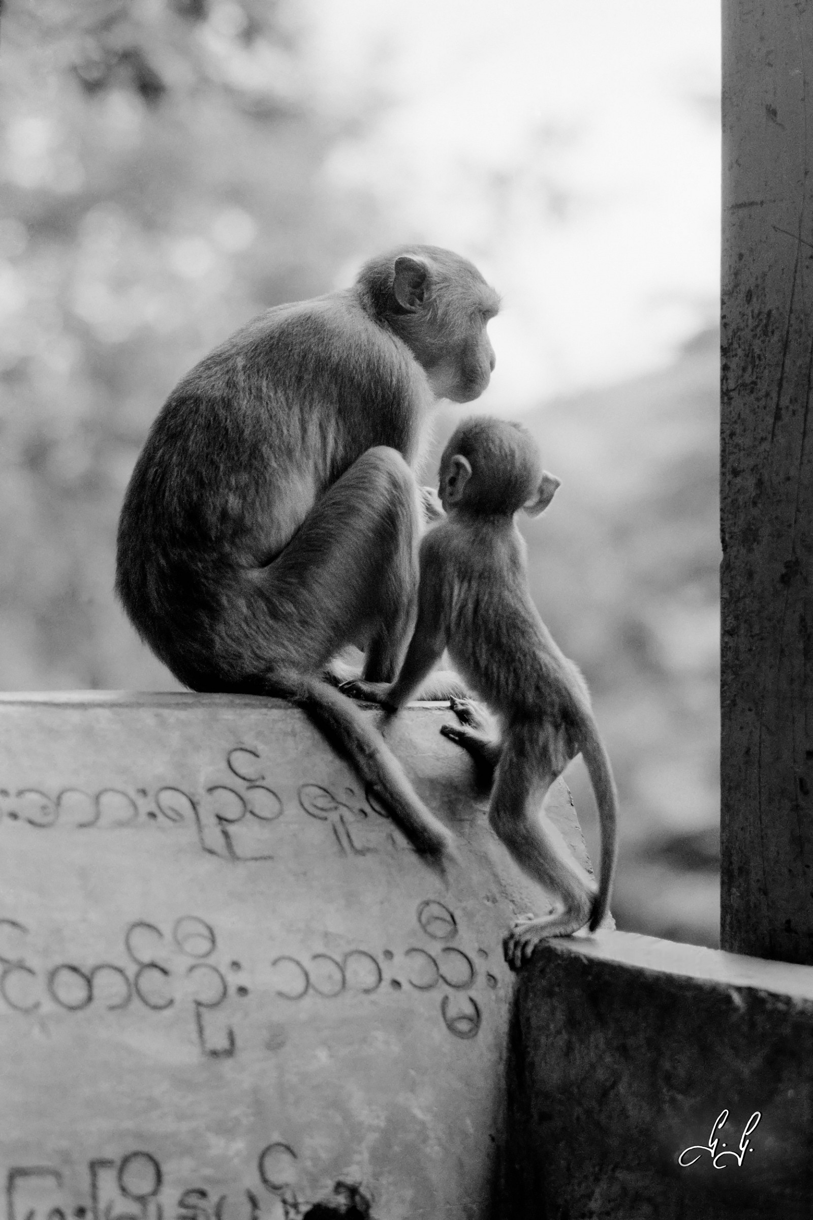 Monkeys on Mount Pope...