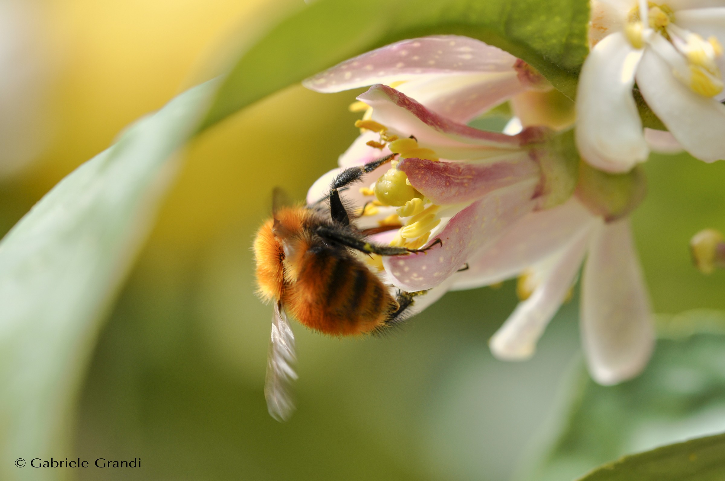 Bumblebee on flower lemon...