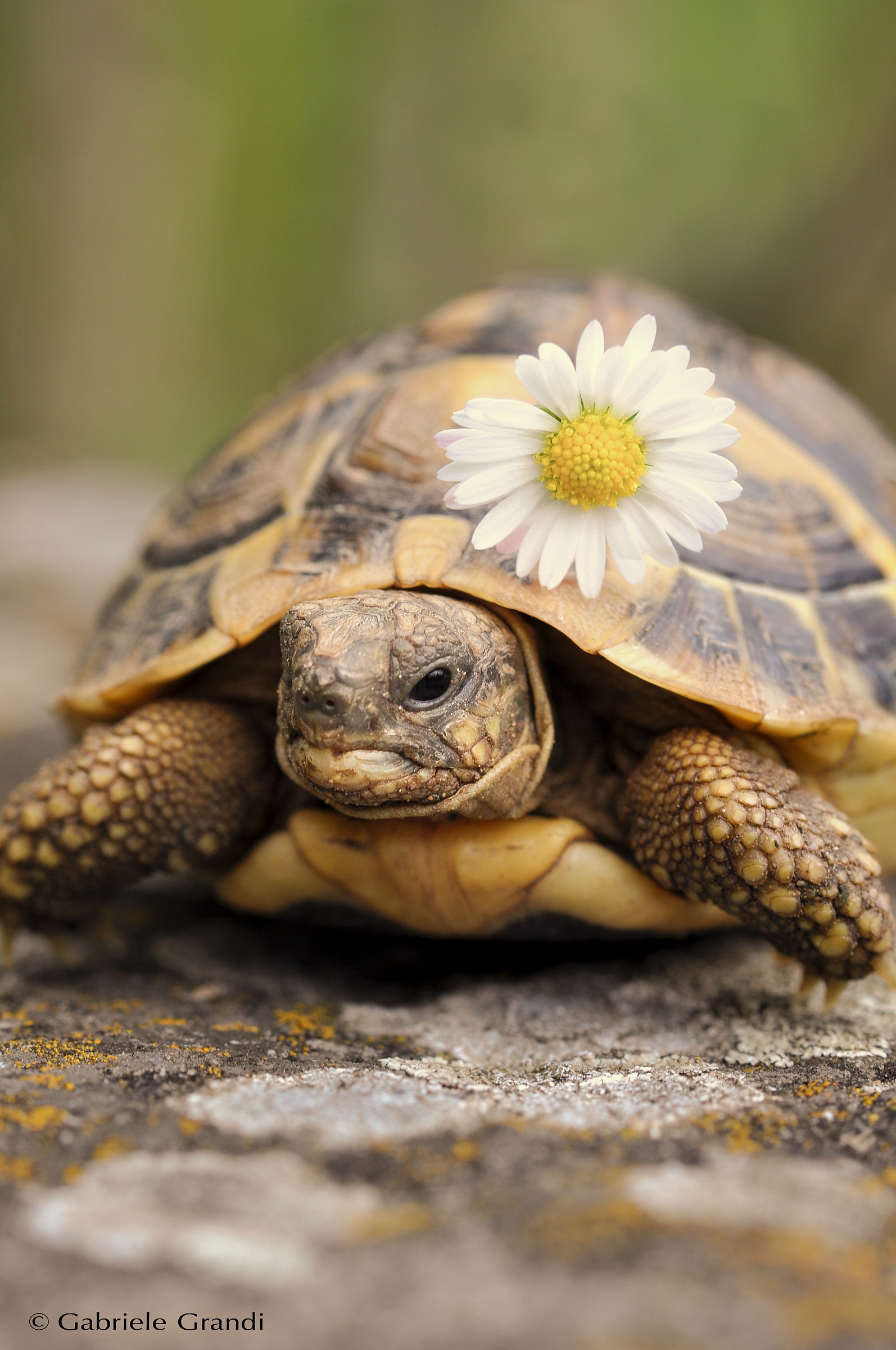 Turtle with daisy...