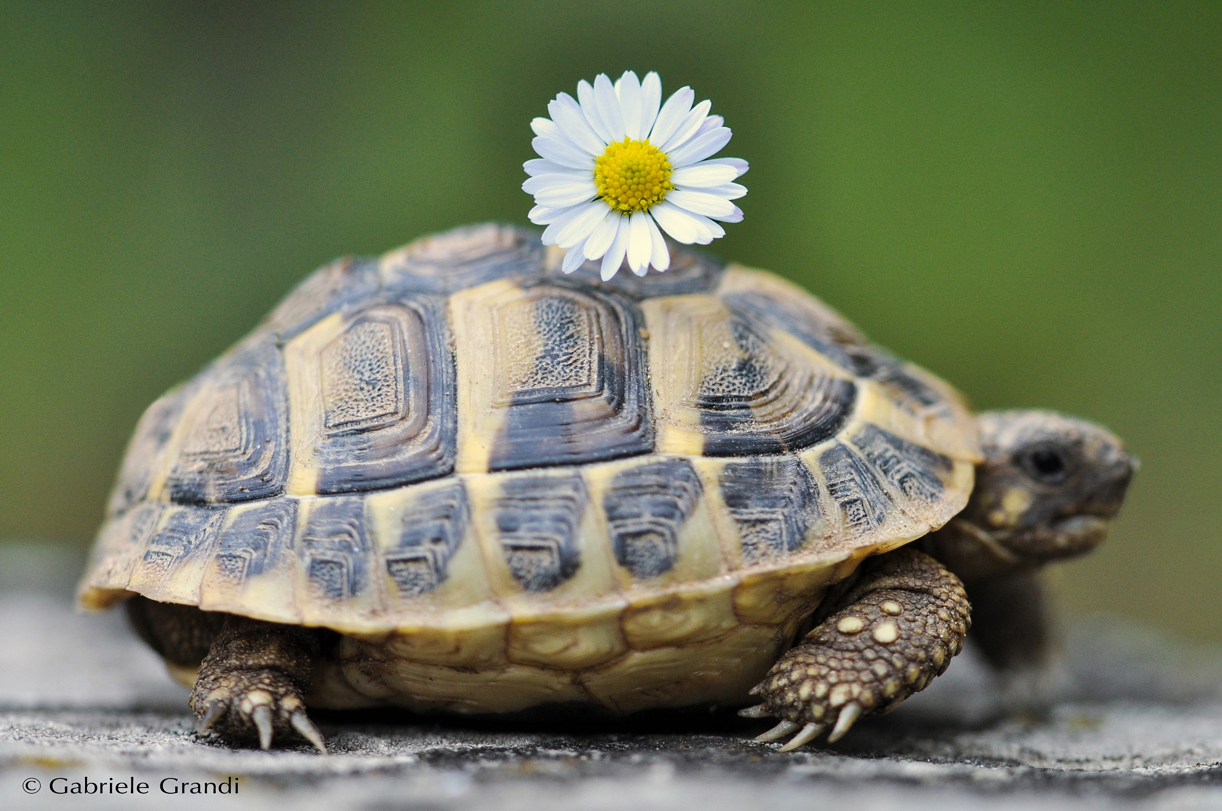 Turtle with daisy...
