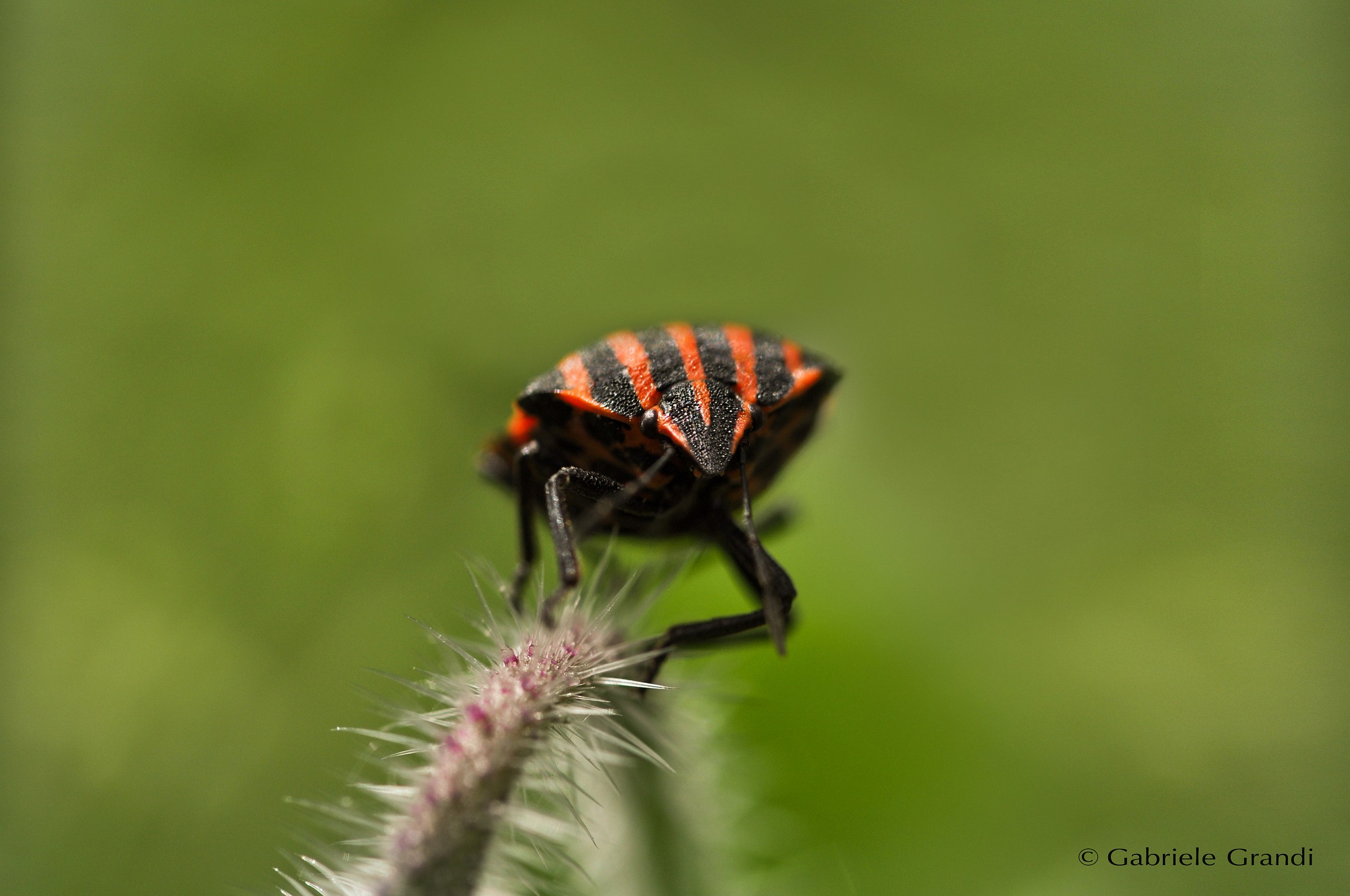Graphosoma italicum - Bedbug plants...