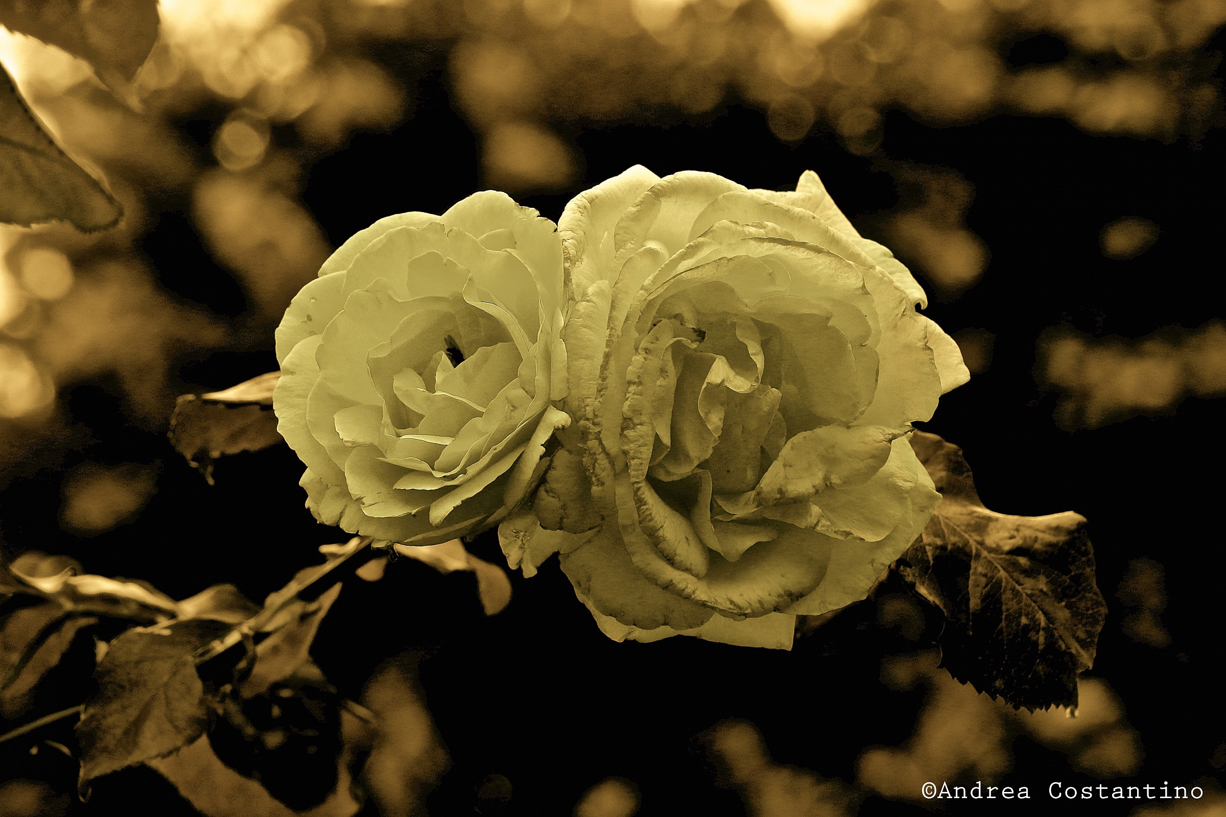 Victorian Rose...