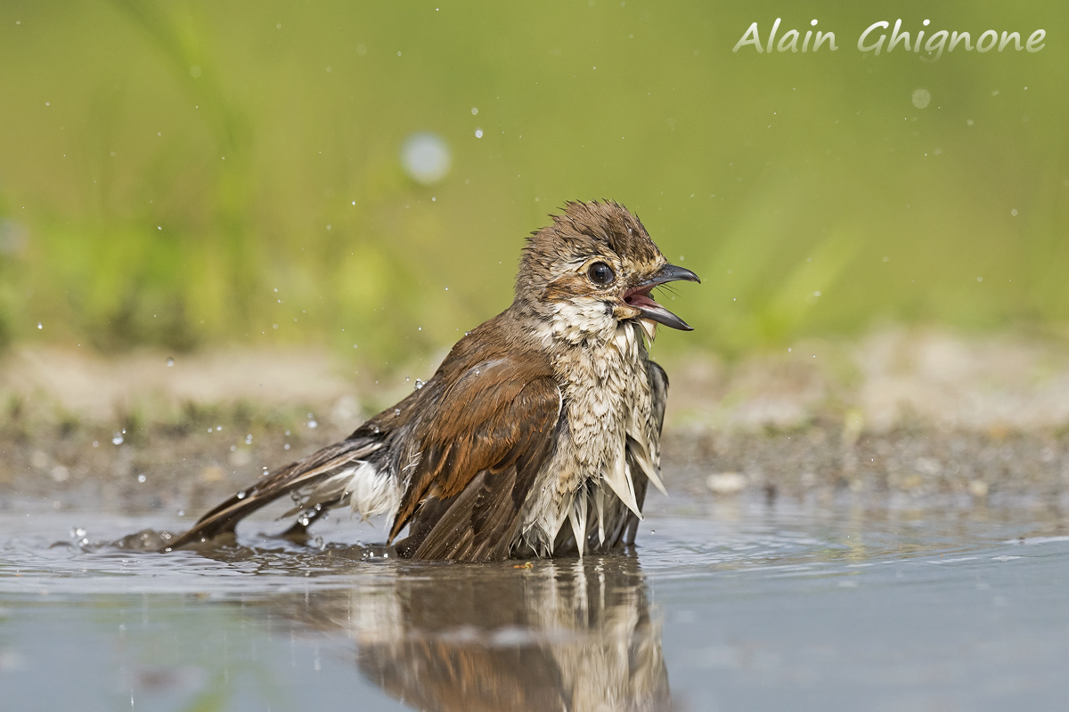 Shrike soak...