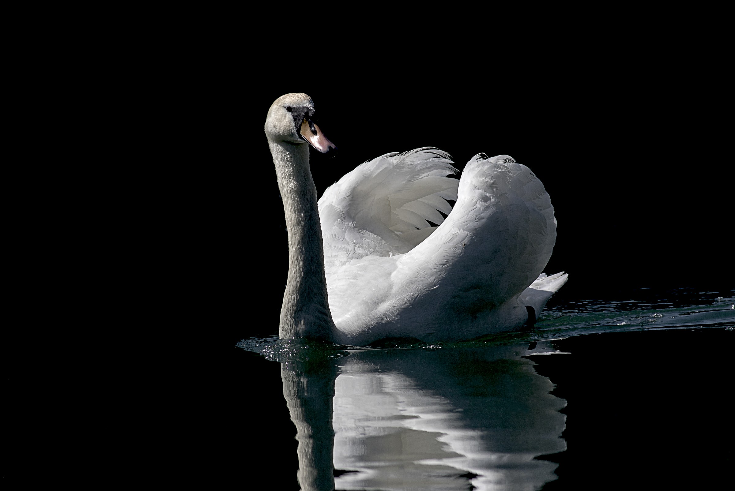 Bianco e nero...