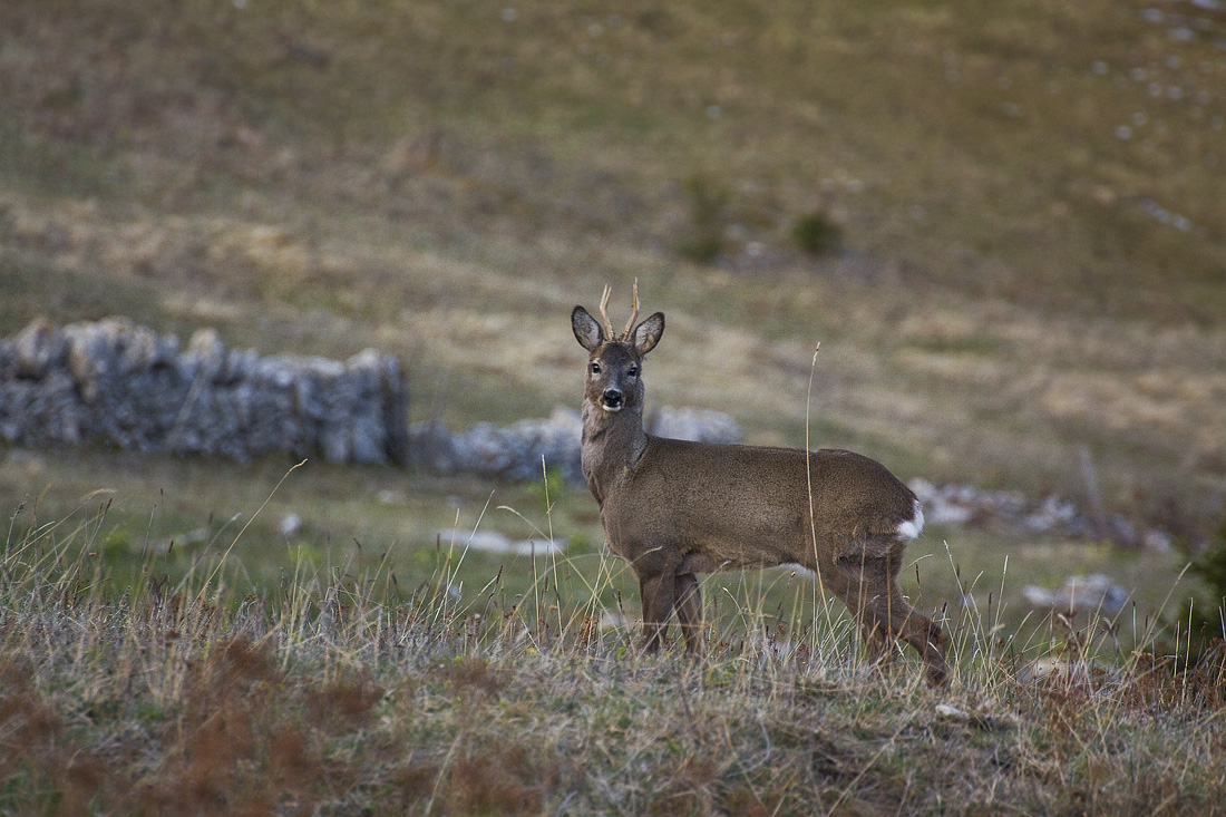 Capriolo a Malga Folignano...