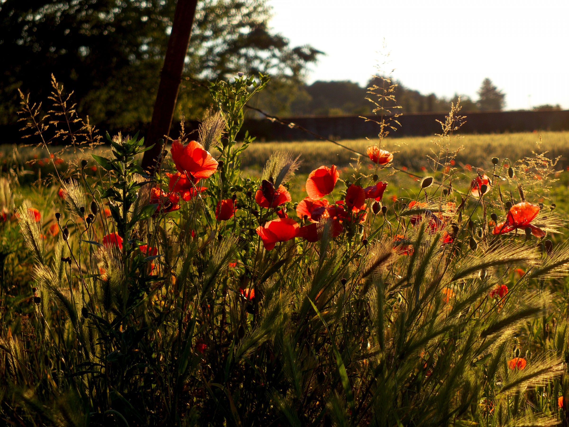 Poppies stand out in the light of sunset...