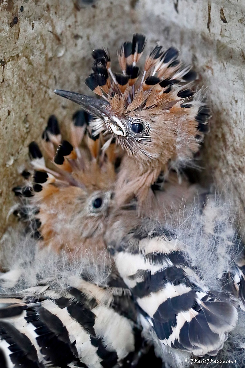 Hoopoe 0...