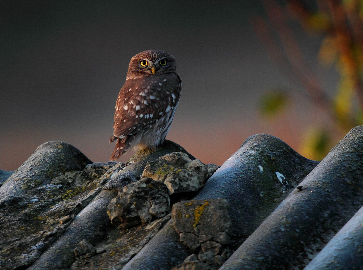 owl at dawn...