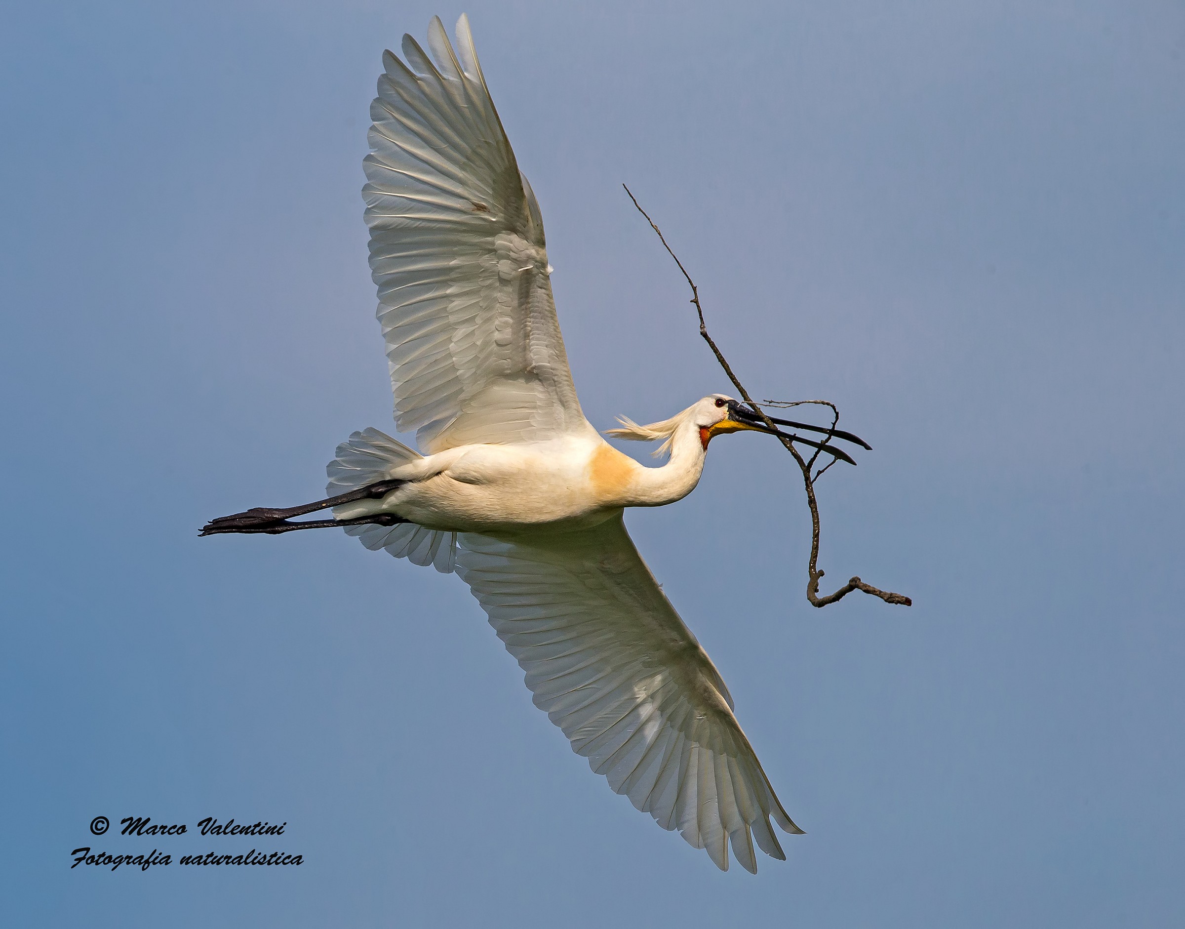 Nesting material...