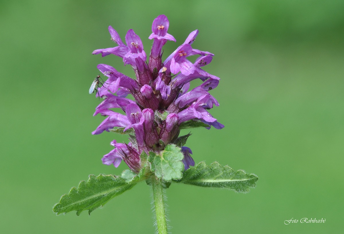 Pedicularia verticillata with guest .......