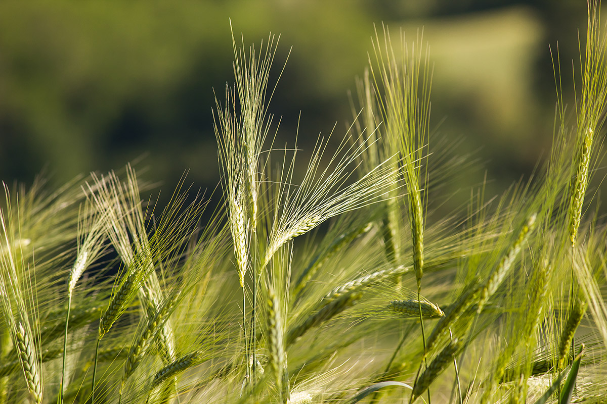 05/30/2015 - Wheat in maturation...