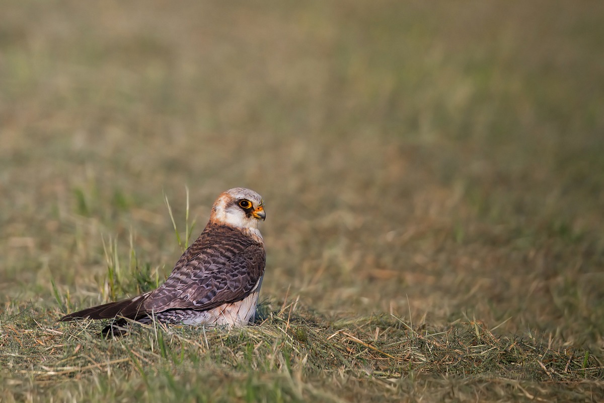 Falco cuculo femmina - Red footed falcon female...