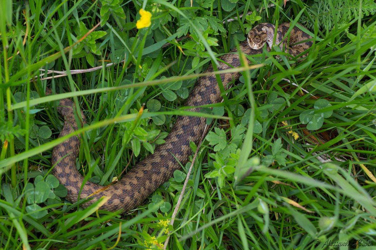 Vipera berus...