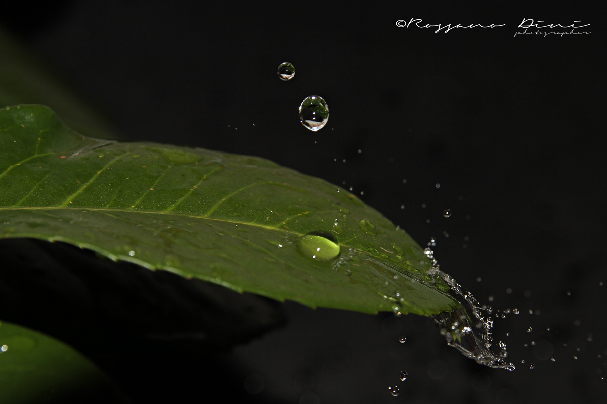 drops on leaf...