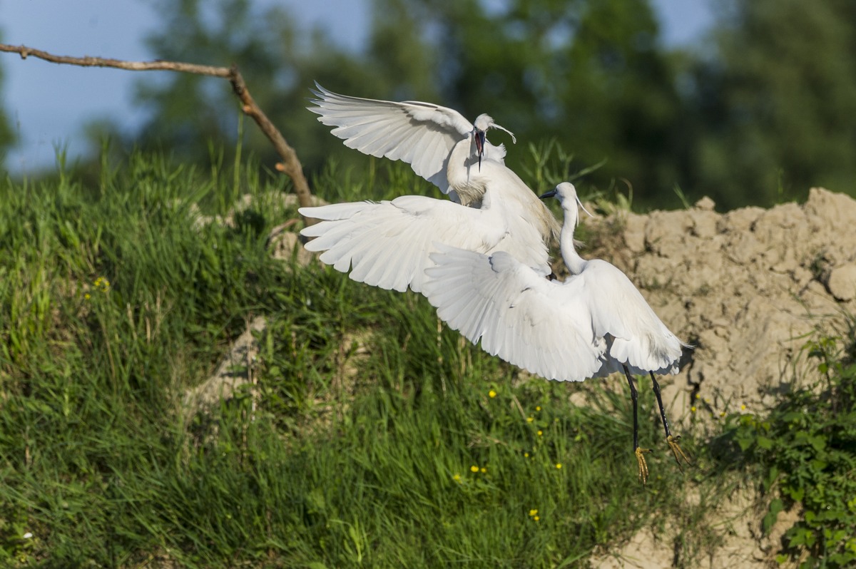 Egrets quarrelsome...